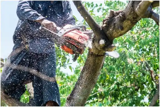 tree services Schertz